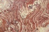 Polished Neoproterozoic Stromatolite (Conophyton) Slab #365854-1